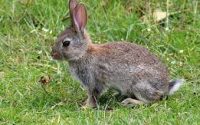 うさぎさんが牧草の量を食べ過ぎても問題ないでしょうか うさぎ農家オジマのうさぎ牧草塾