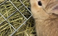 うさぎの牧草入れ