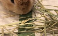 チモシー食べるうさぎ