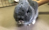チモシー食べないうさぎ