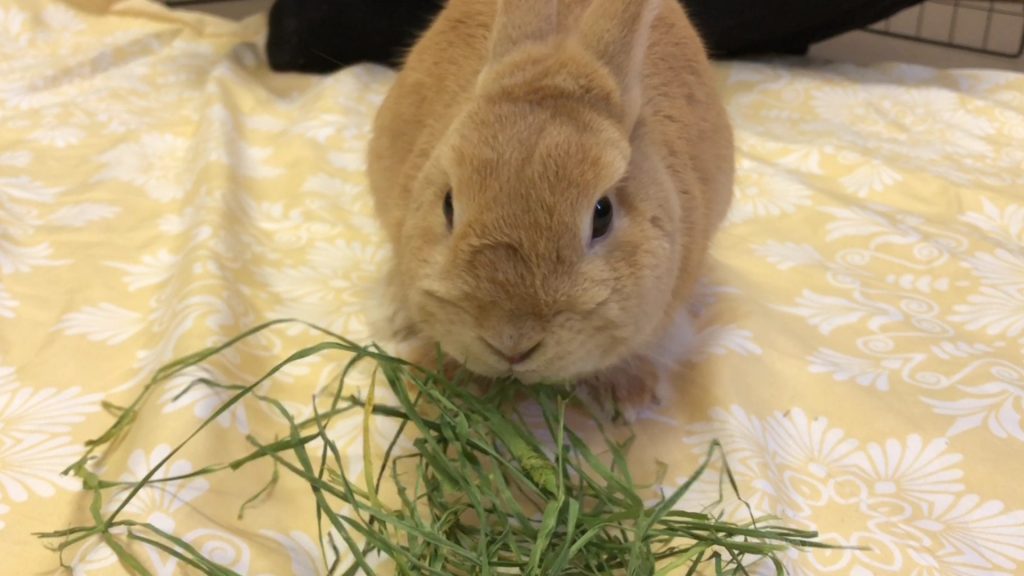 香りの強い牧草を食べるうさぎ