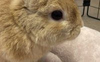 うさぎ