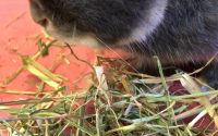 牧草食べるシニアうさぎ