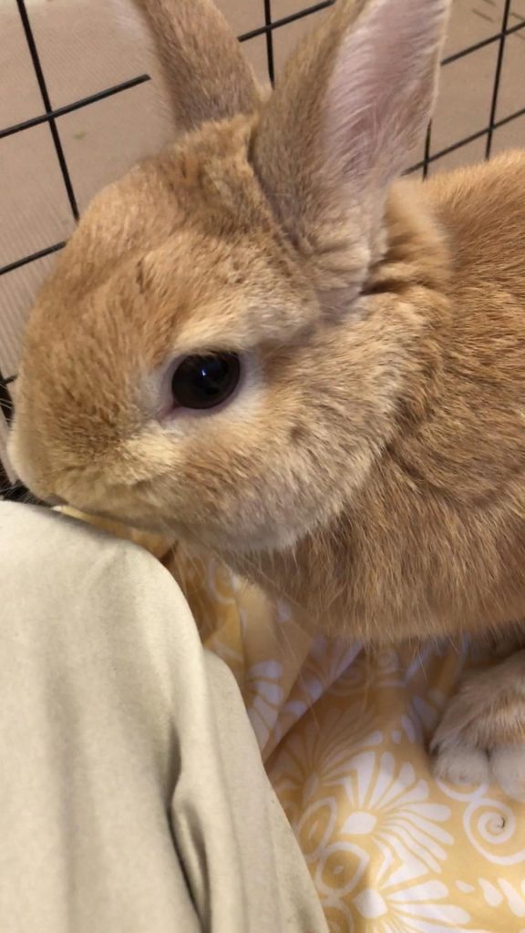 チモシー食べないうさぎ