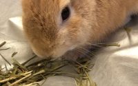 チモシー食べるうさぎ