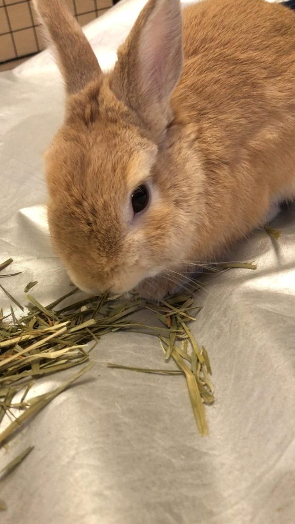 チモシー食べるうさぎ
