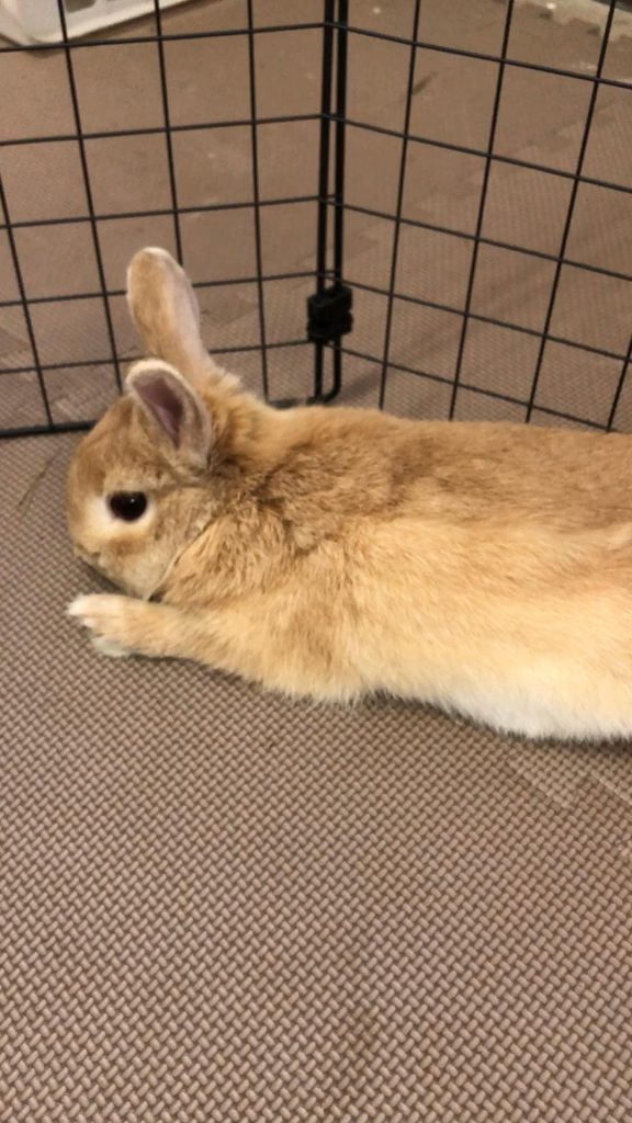食欲が落ちたうさぎ