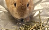 チモシー食べるうさぎ
