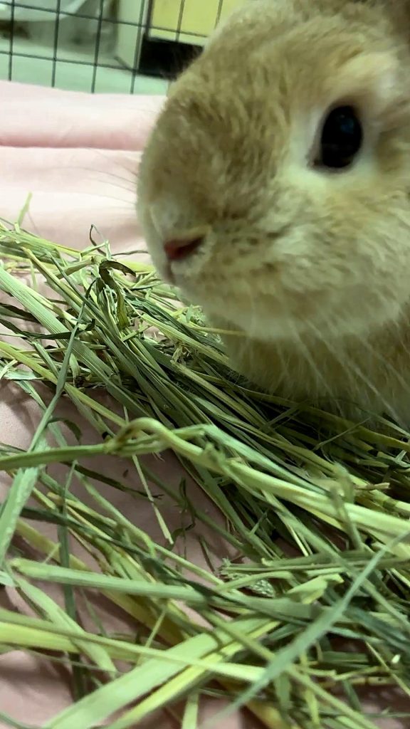 チモシー食べるうさぎ