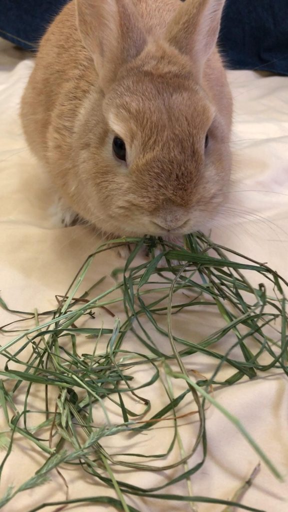 イタリアンライグラス牧草を食べるうさぎ
