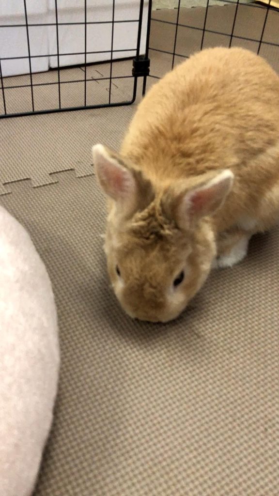牧草食べないうさぎ