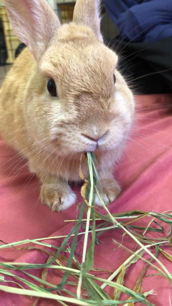 牧草を食べるうさぎ