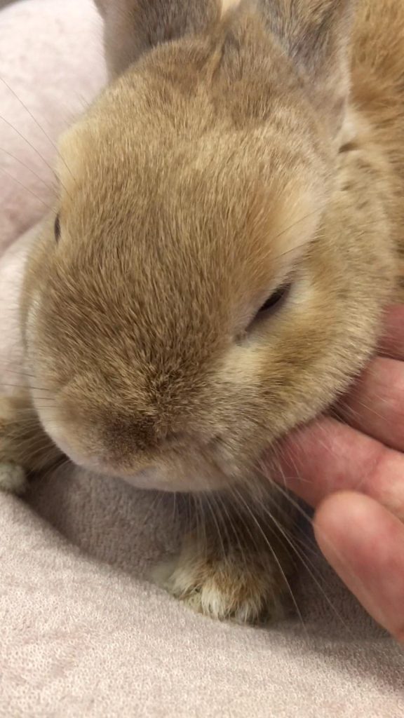 不正咬合のうさぎ