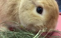 牧草を食べるうさぎ