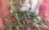 ワイルドチモシーを食べるうさぎ