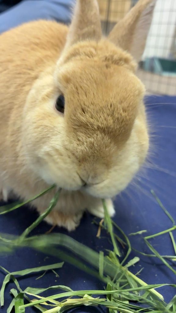 イタリアンライグラス牧草を食べるうさぎ