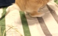 牧草食べないうさぎ