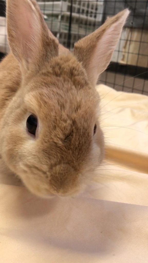 うさぎ