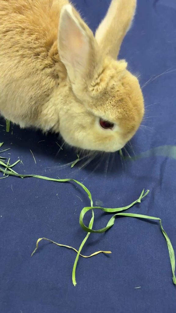 イタリアンライグラスを食べるうさぎ