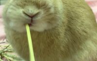 チモシー食べるうさぎ
