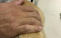 介護のうさぎ