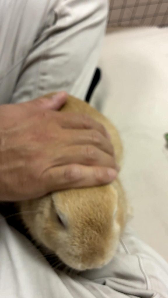 介護のうさぎ