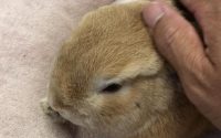 食欲不振のうさぎ