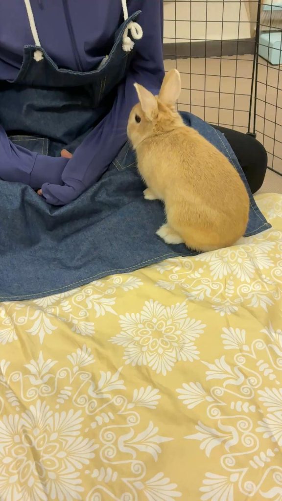 牧草食べないうさぎ