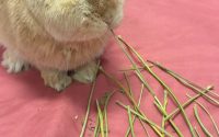 牧草を食べるうさぎ