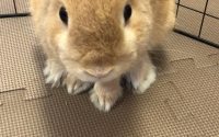 じっとしているうさぎ