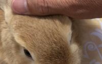 体調不良のうさぎ