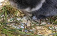 イタリアンライグラス牧草を食べるうさぎ