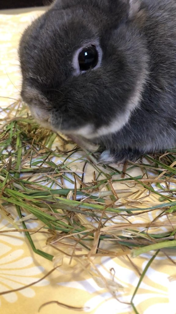 イタリアンライグラス牧草を食べるうさぎ