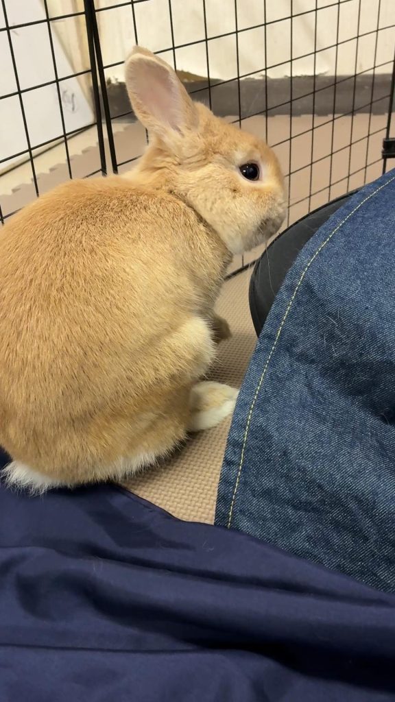 牧草食べないうさぎ