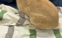 牧草食べないうさぎ