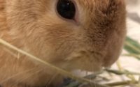 チモシー１番刈りを食べるうさぎ