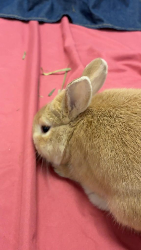 牧草食べるうさぎ