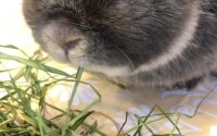 牧草食べるうさぎ