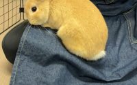 うさぎが牧草を食べない