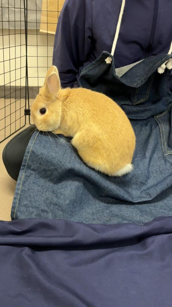 うさぎが牧草を食べない