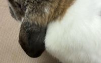 チモシー食べないうさぎ