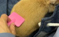 換毛期のうさぎ