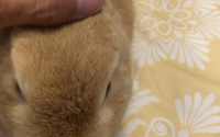 食欲不振のうさぎ