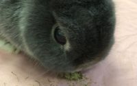 シニアうさぎ