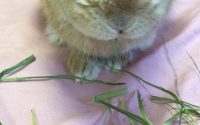 牧草を食べるうさぎ