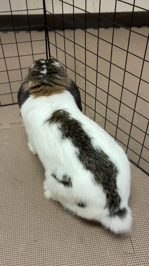 牧草食べないうさぎ