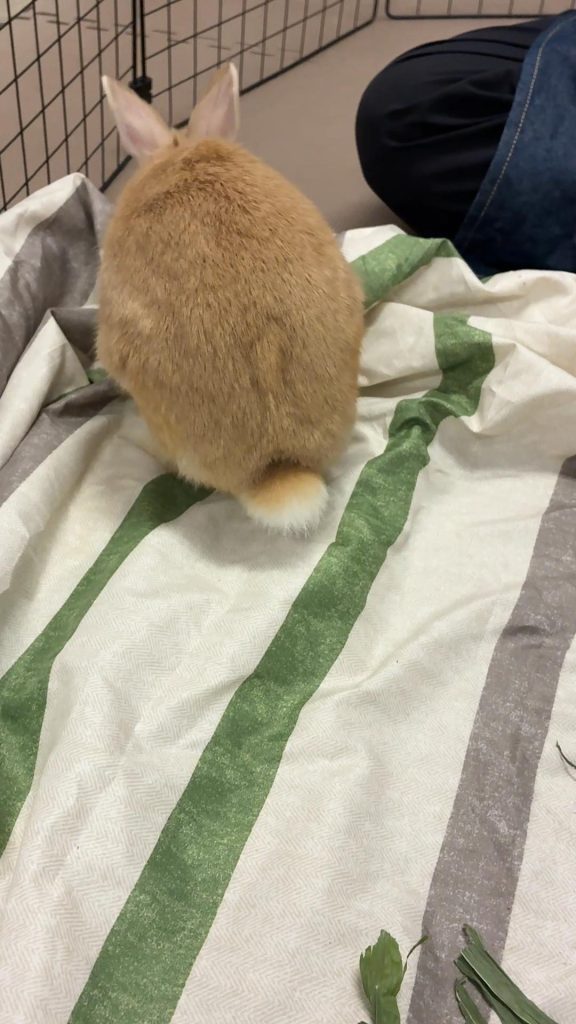 チモシー食べないうさぎ