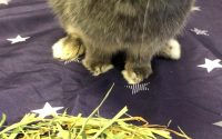 高齢うさぎが牧草食べる