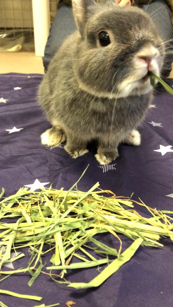 高齢うさぎが牧草食べる
