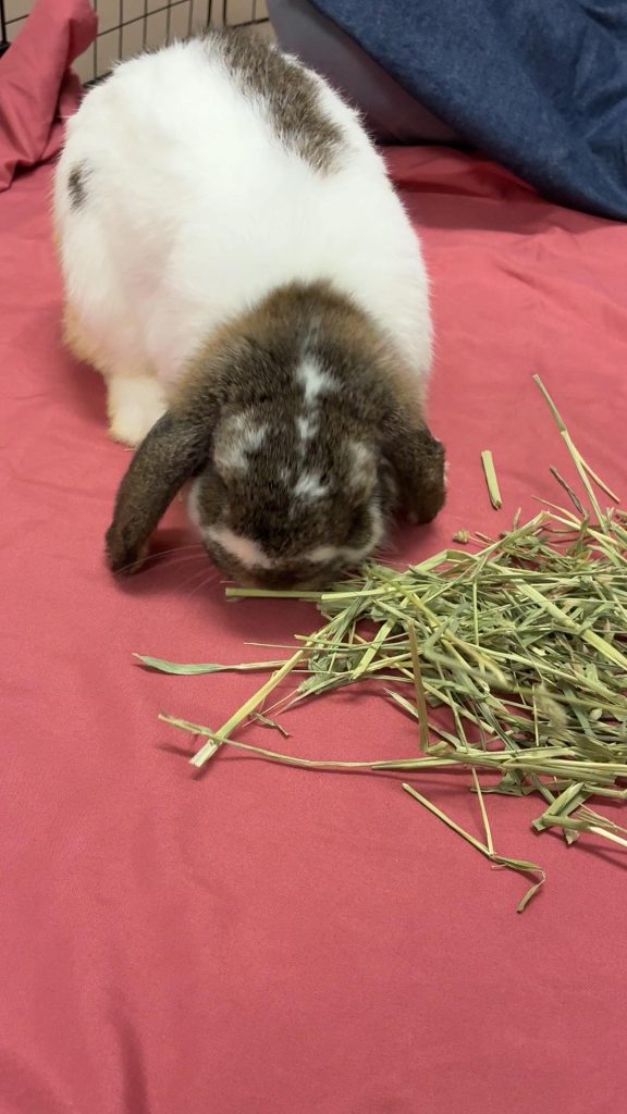 牧草食べるうさぎ
